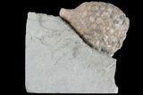 Cystoid Fossil (Holocystites) on Rock - Indiana #85696-1